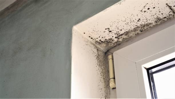 Trusted Moravian Falls, NC Mold Removal Experts